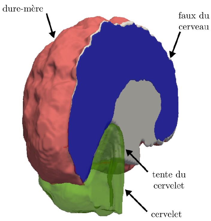 Brain Model