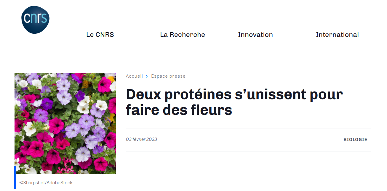 deux-proteines-sunissent-pour-faire-des-fleurs