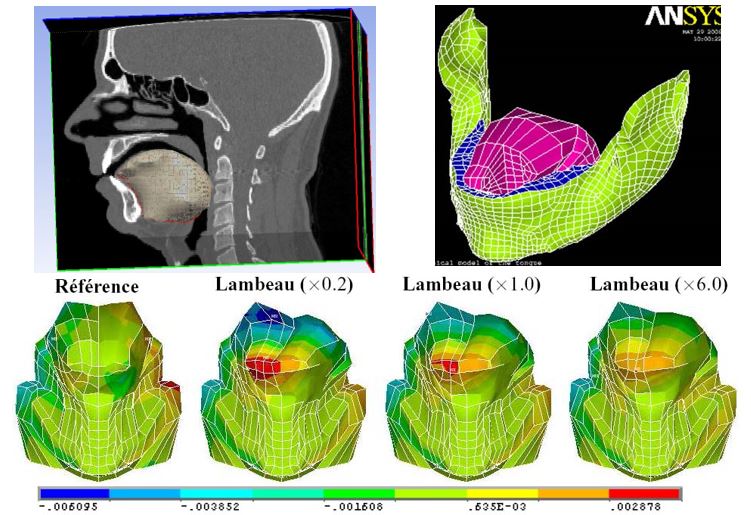 Tongue Model