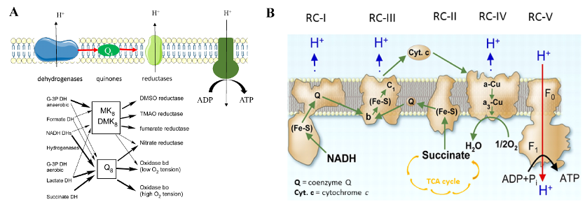 respiratory chains