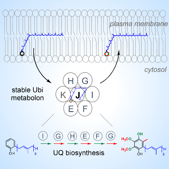 the Ubi Metabolon