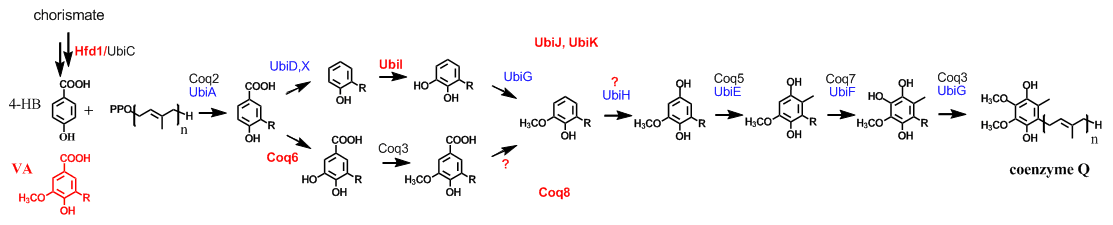 Voies de biosynthèse du coenzyme Q