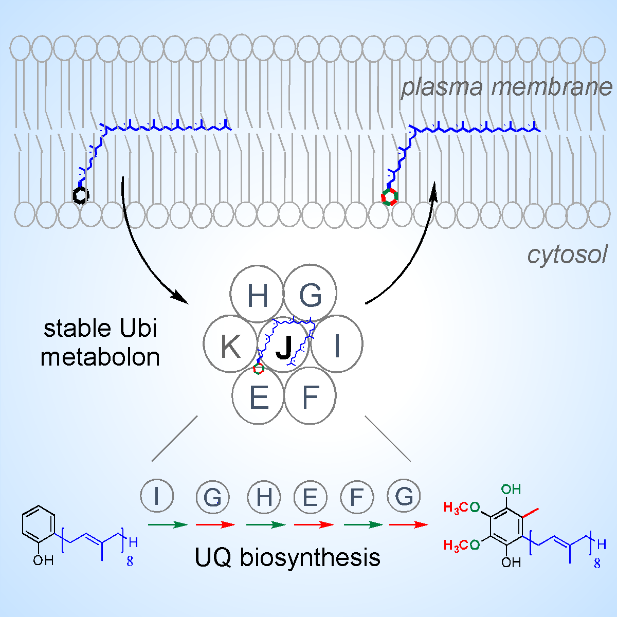 Métabolon Ubi