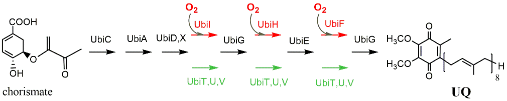 Biosynthèse de l’ubiquinone