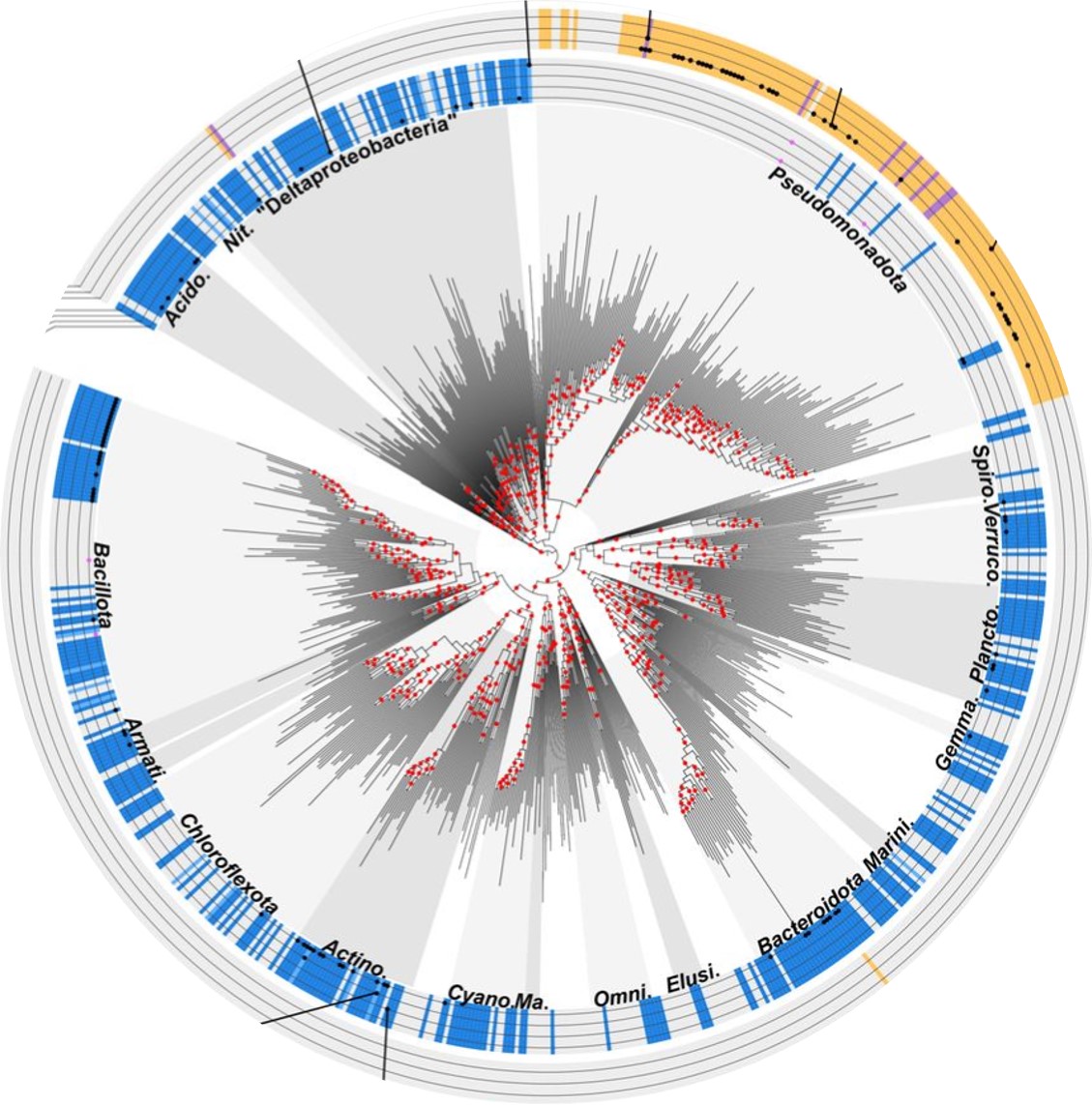 Global distribution of quinones in Bacteria