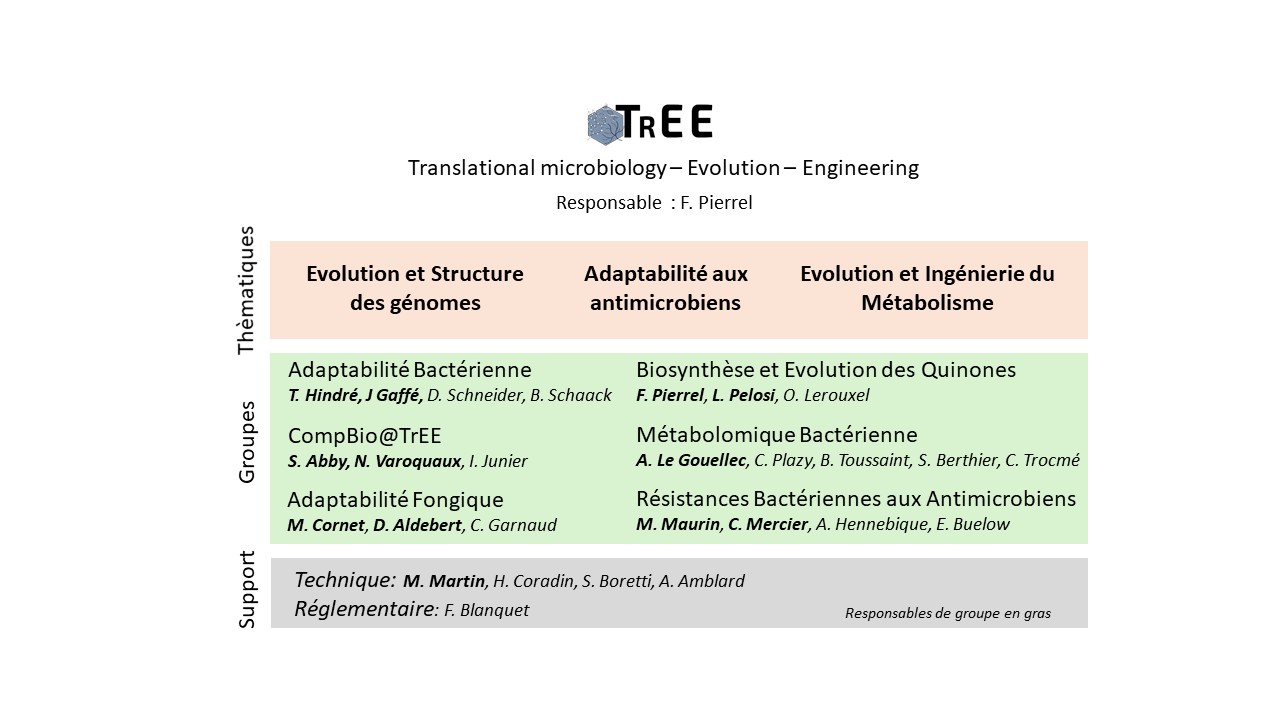 Organigramme