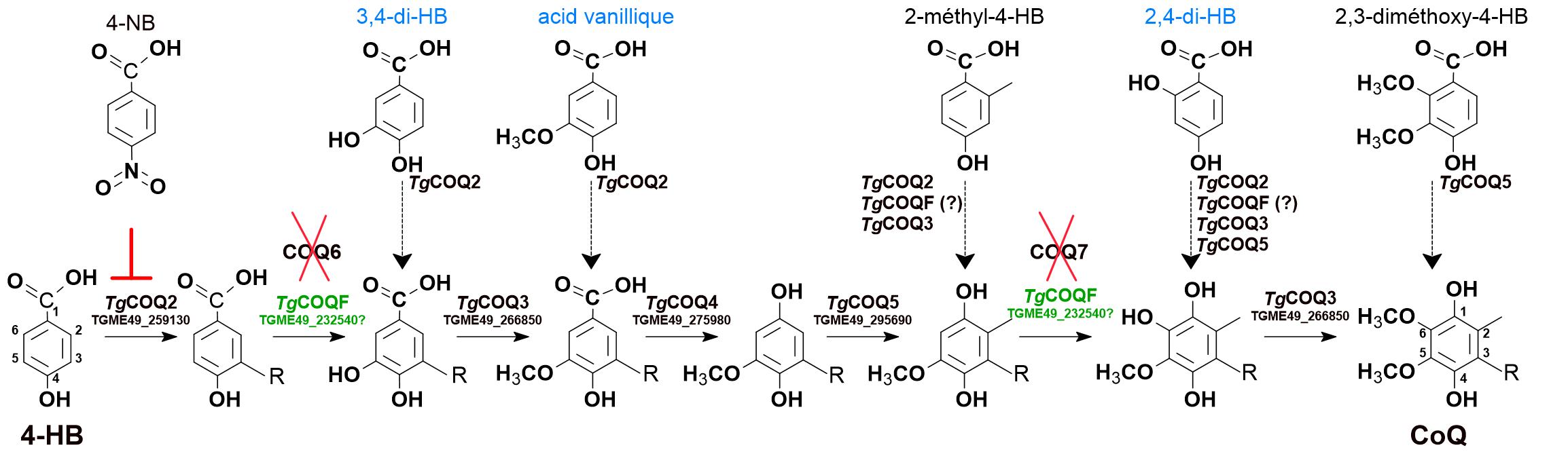 Voie de biosynthèse du CoQ chez T. gondii