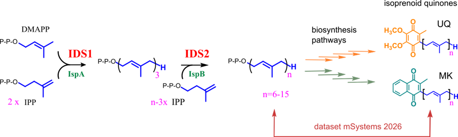 IDS2 biosynthétise la chaîne isoprénoïde des quinones