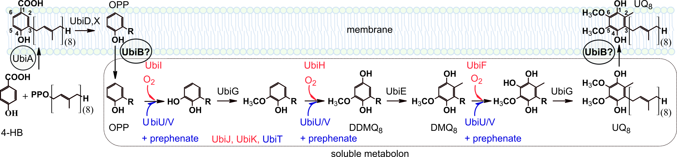 Biosynthèse de l’UQ chez E. coli