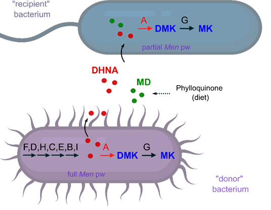 Biosynthèse de MK