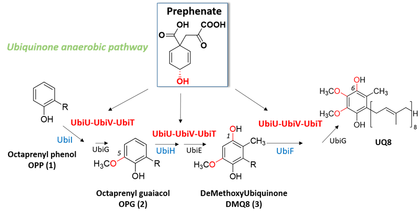 Voie biosynthétique anaérobie de l’UQ8 chez E. coli